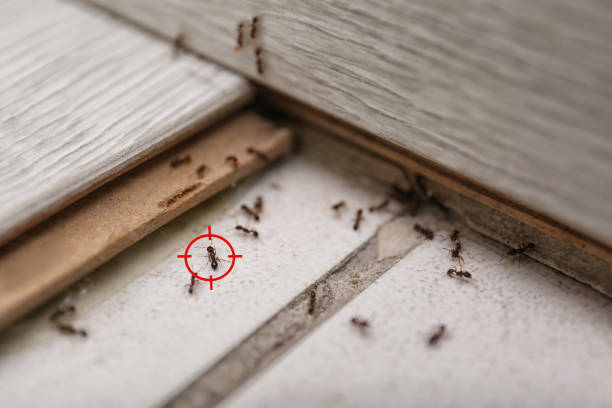 Trusted Milton, PA Pest Control Experts